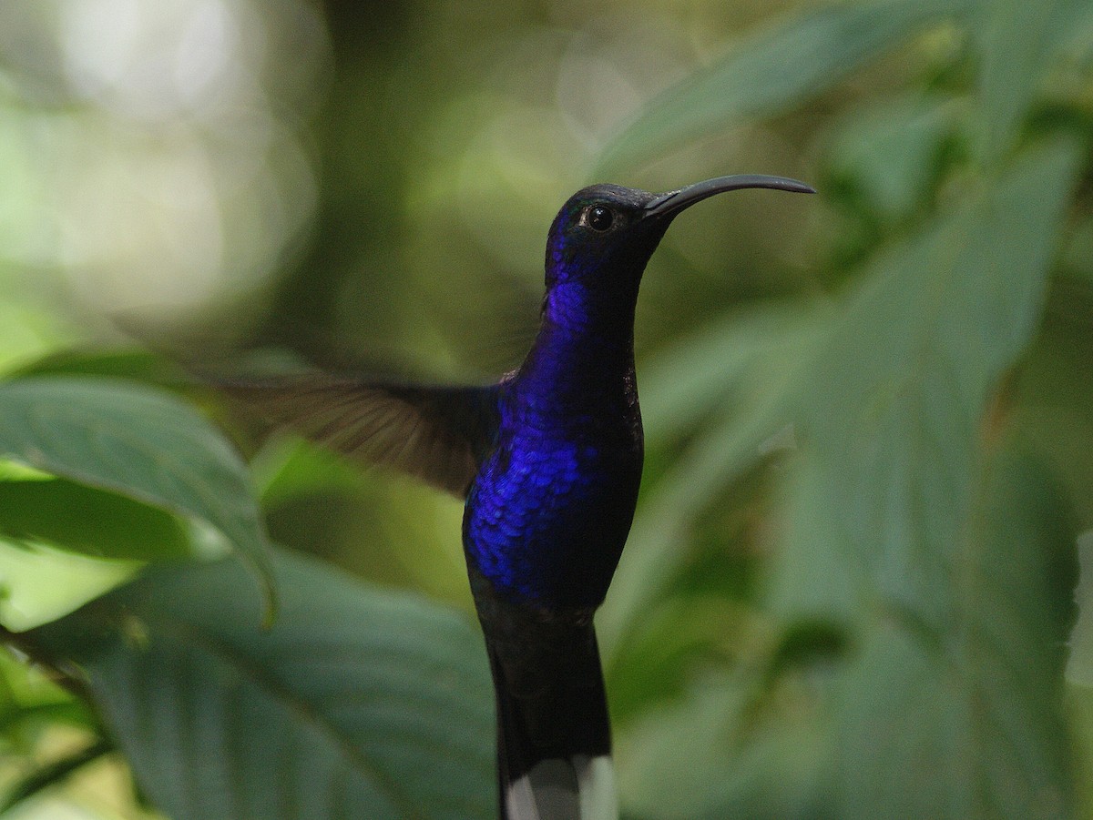 Violet Sabrewing - ML204785921