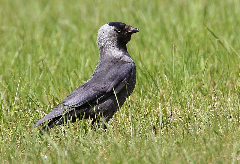 Eurasian Jackdaw - ML204786021