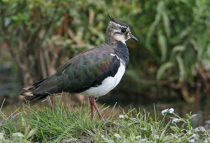 Northern Lapwing - ML204786061