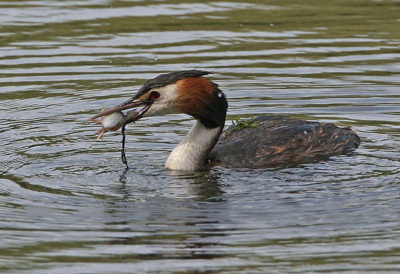 Great Crested Grebe - Peter Vercruijsse