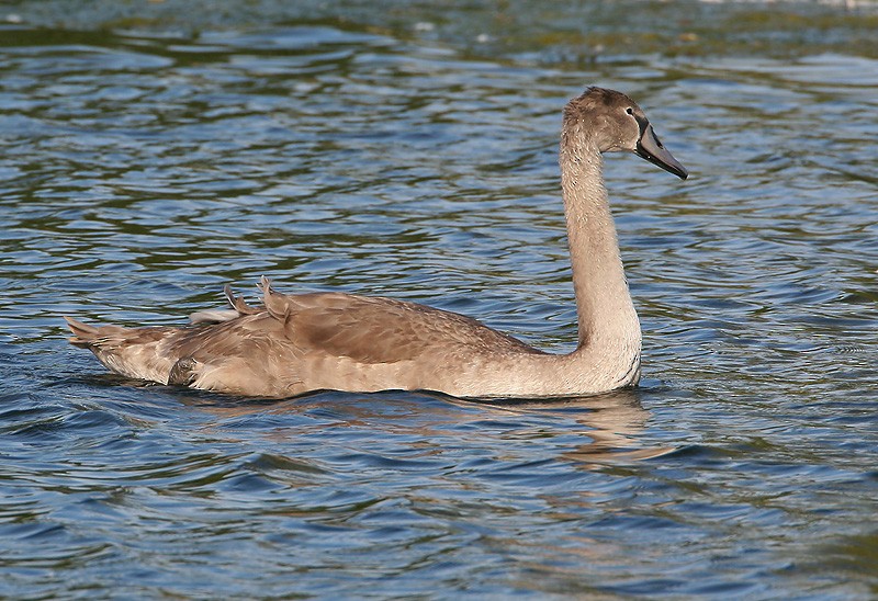 Mute Swan - Peter Vercruijsse