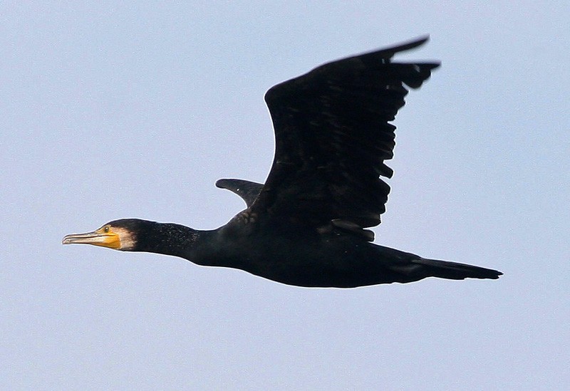 Great Cormorant (Eurasian) - ML204786191