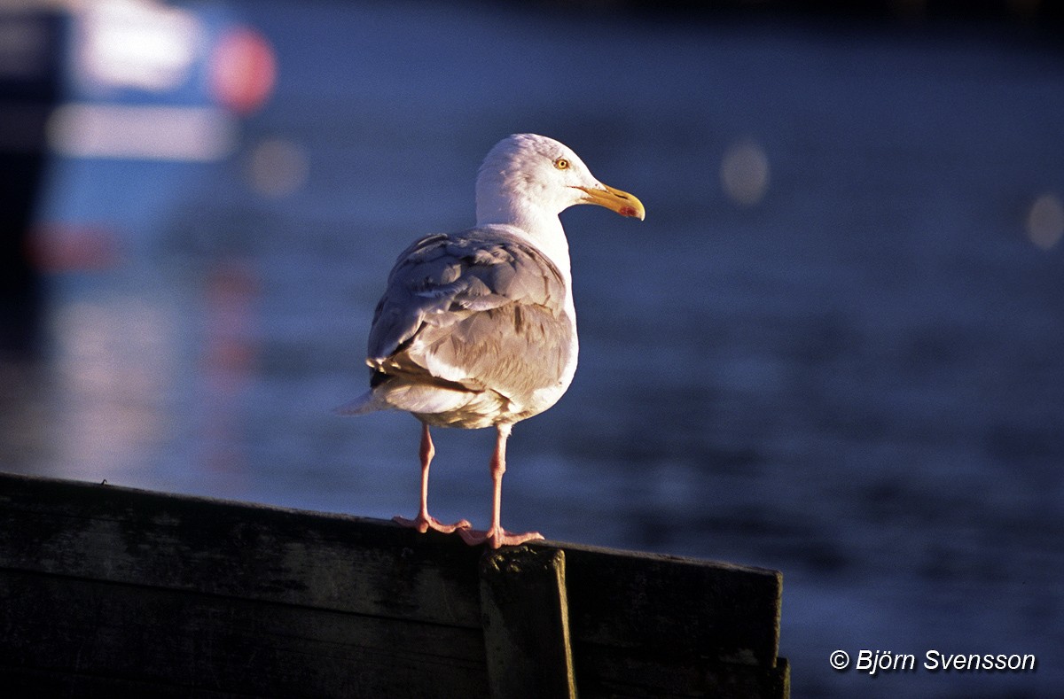 Herring Gull (European) - Bjorn Svensson