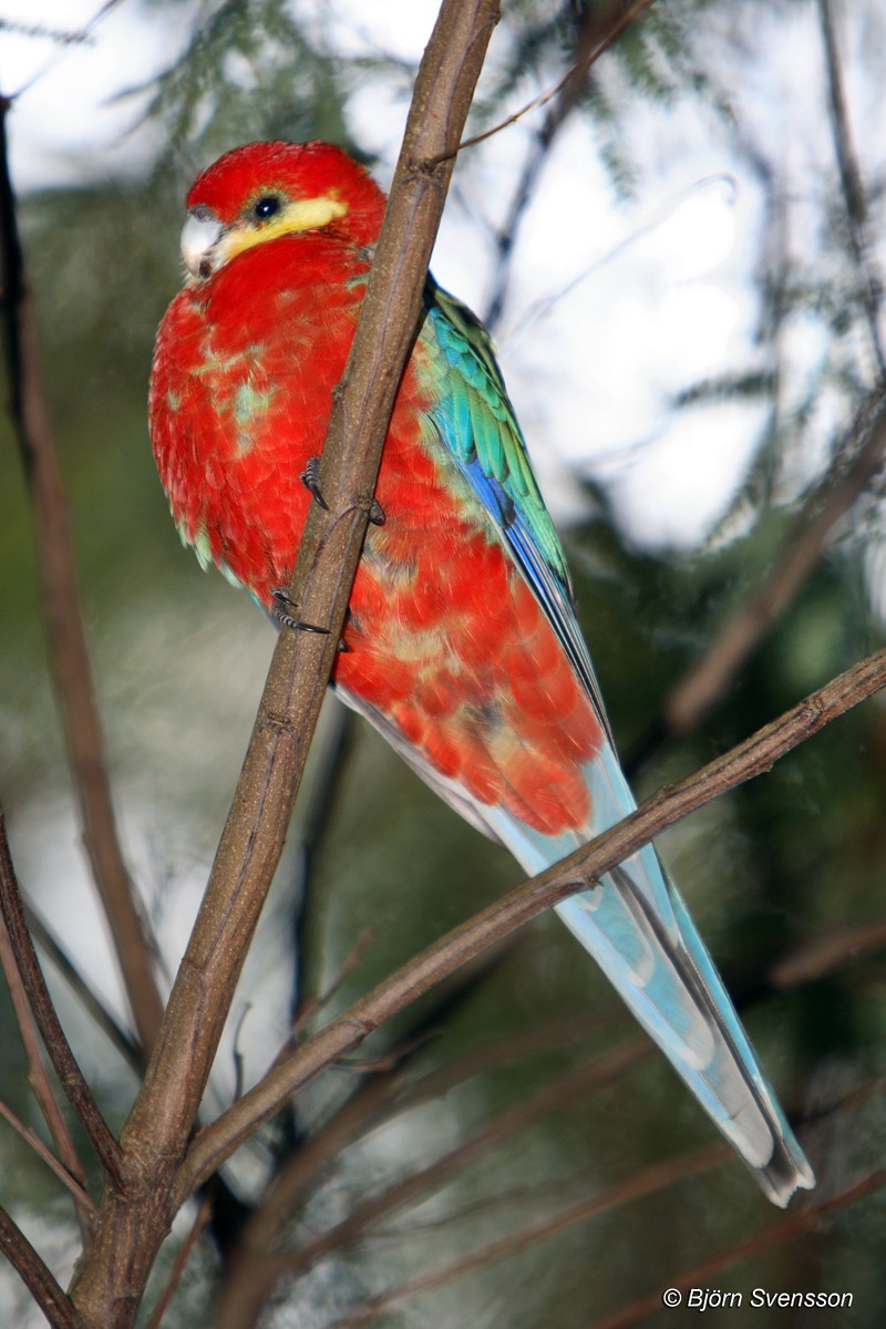 Western Rosella - ML204786591