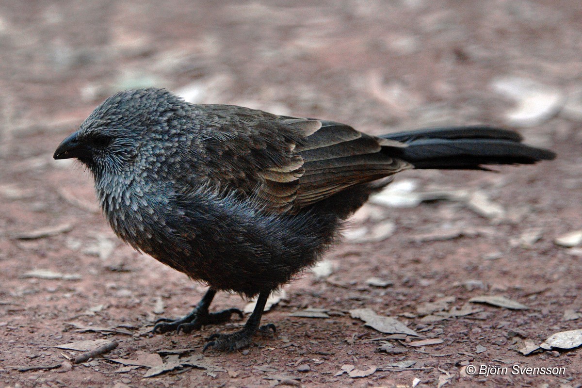 Apostlebird - ML204786631