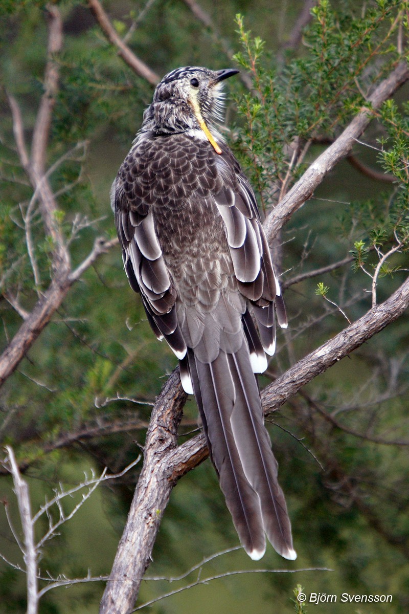 Yellow Wattlebird - Bjorn Svensson