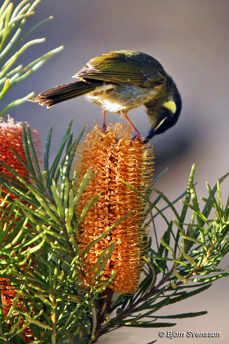 Lewin's Honeyeater - ML204786671