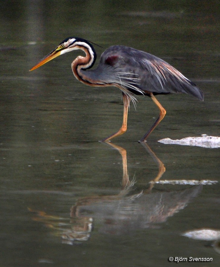 Purple Heron - ML204786701