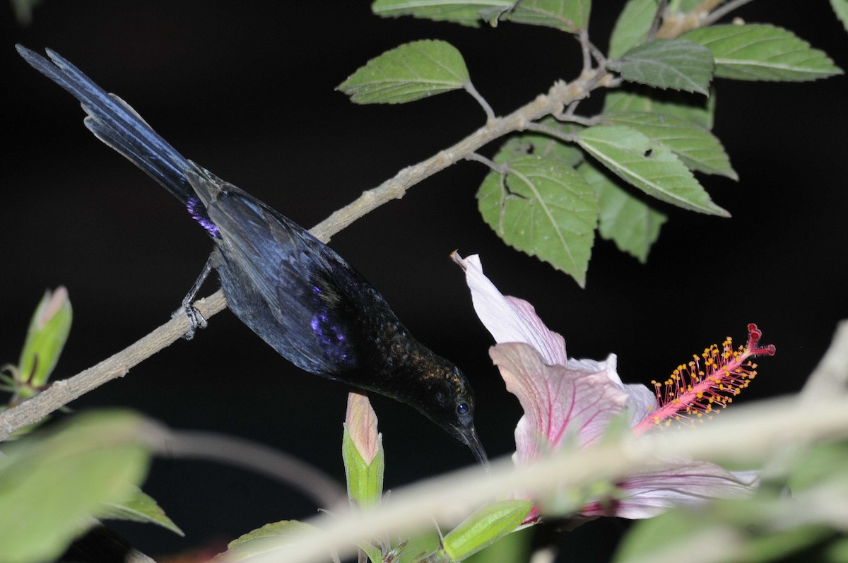 Tacazze Sunbird - Holger Meinig