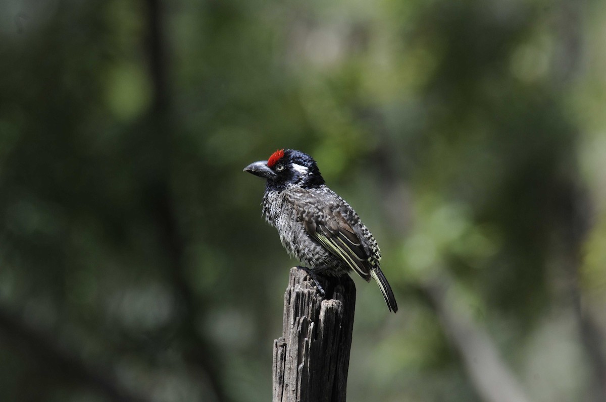 Banded Barbet - ML204786781