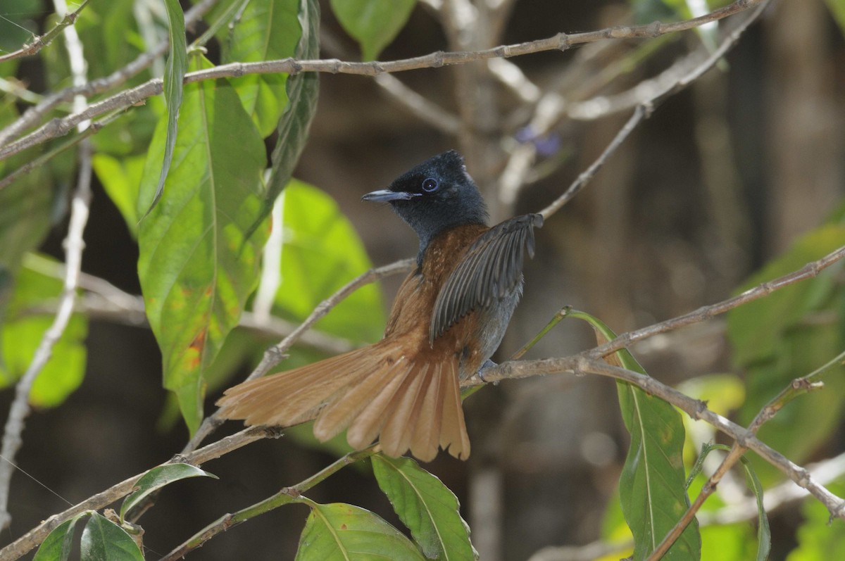 African Paradise-Flycatcher - ML204786851