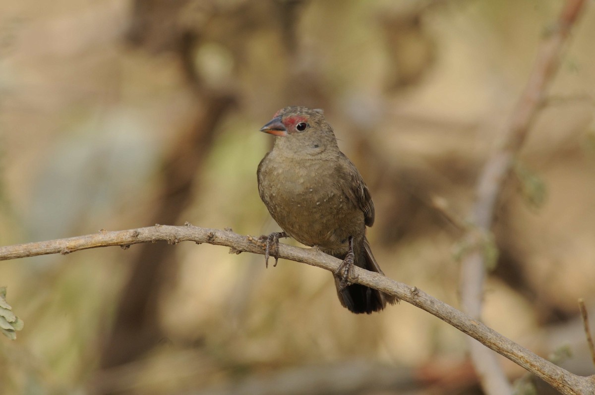 Red-billed Firefinch - ML204786891