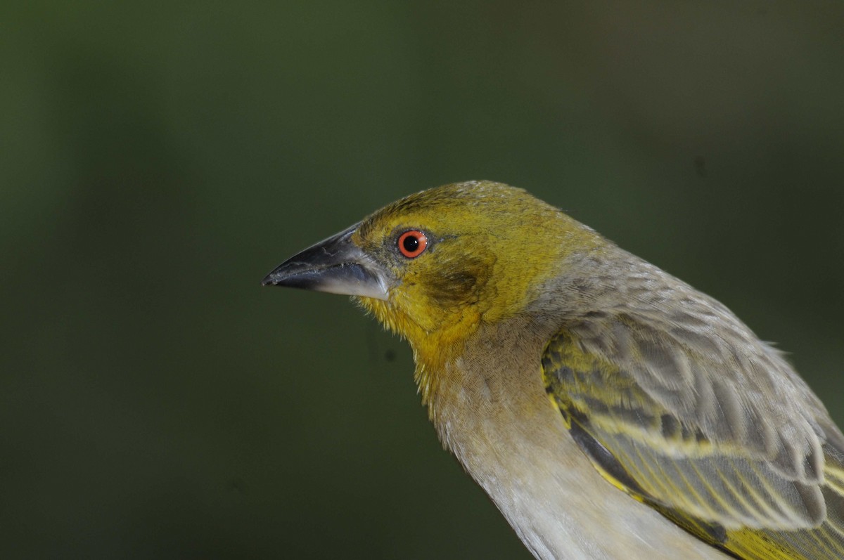 Village Weaver (Black-headed) - Holger Meinig