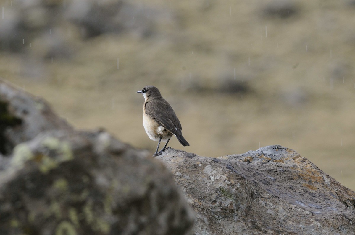 Rusty-breasted Wheatear - Holger Meinig