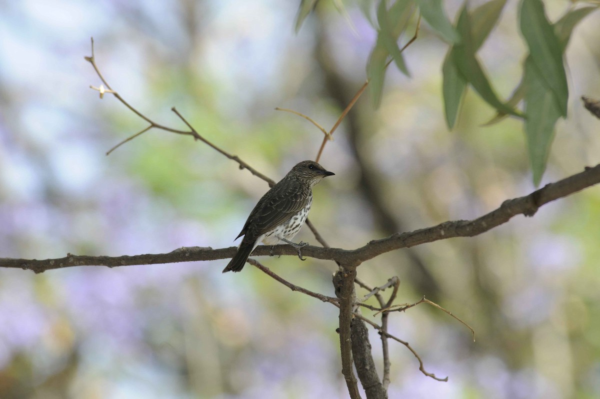 Violet-backed Starling - Holger Meinig