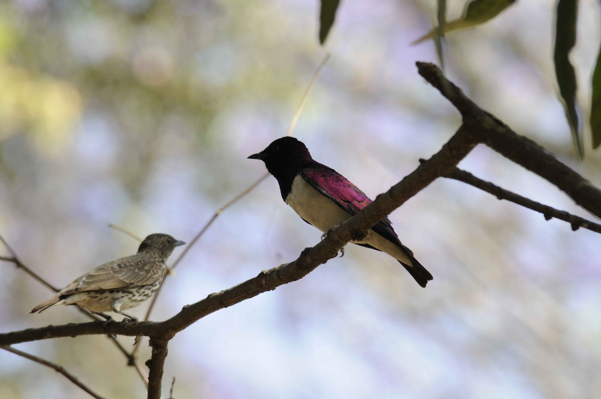 Violet-backed Starling - ML204787061