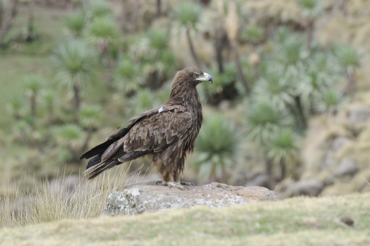 Tawny Eagle - ML204787181