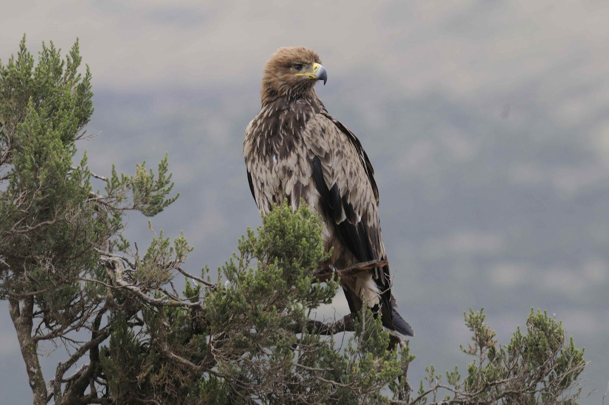 Tawny Eagle - ML204787221