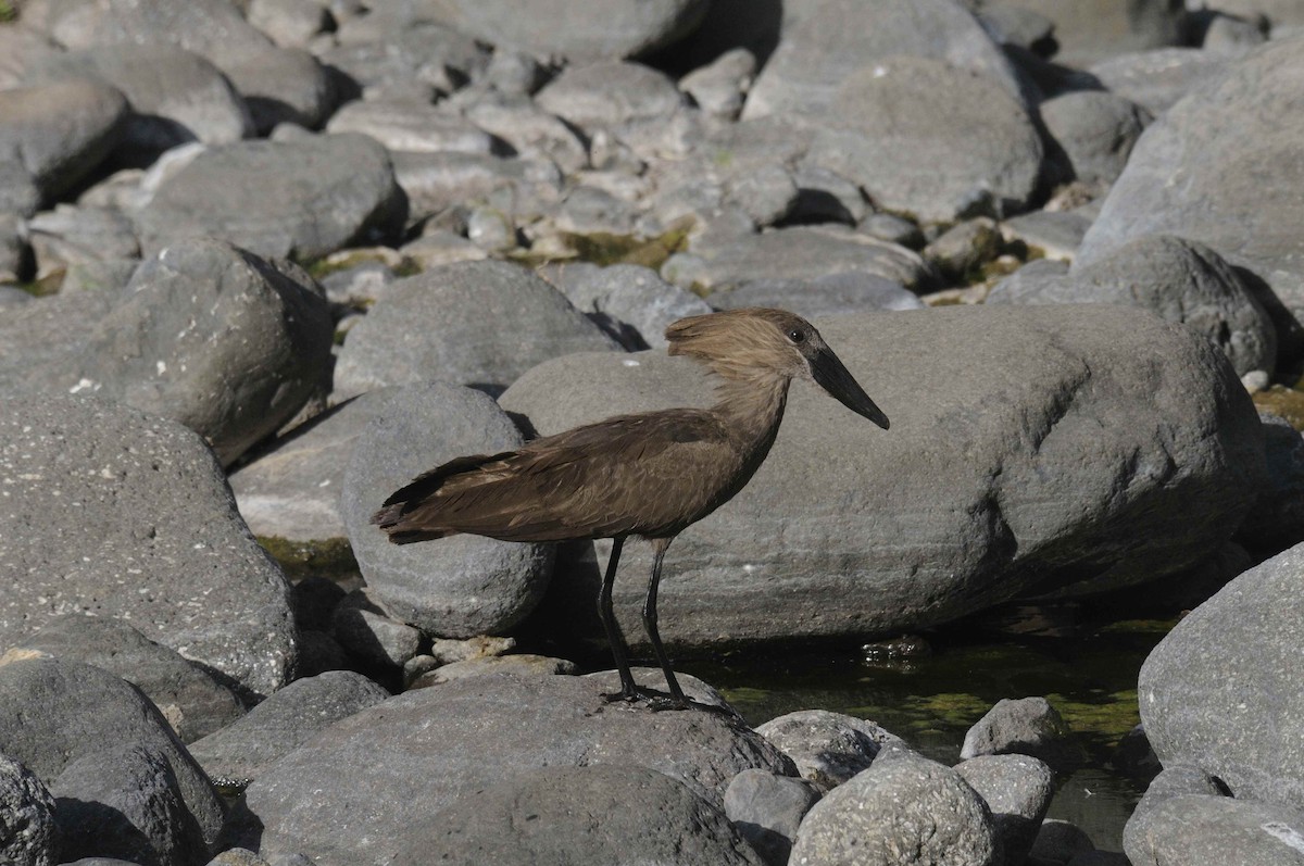 Hamerkop - Holger Meinig