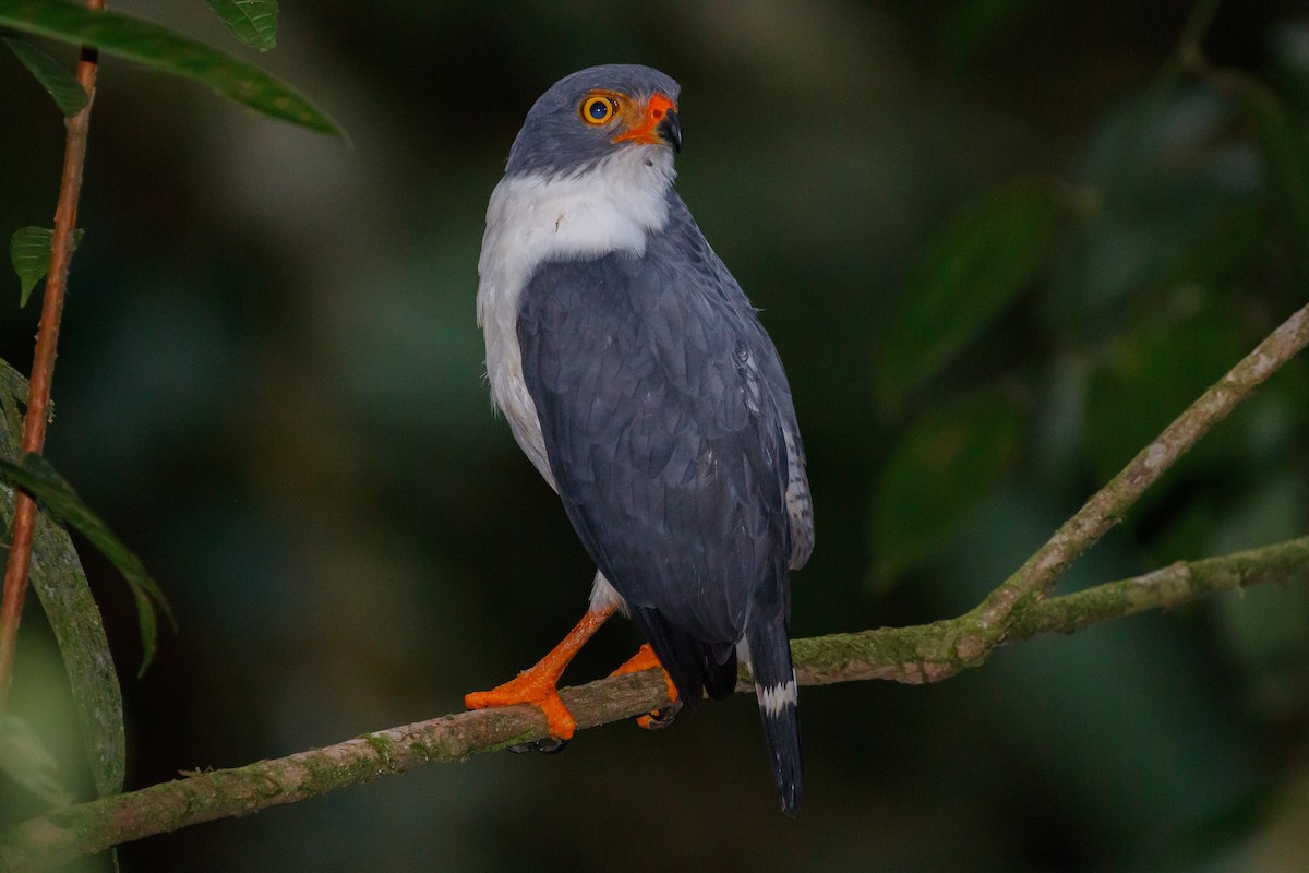 Semiplumbeous Hawk - Martin  Flack