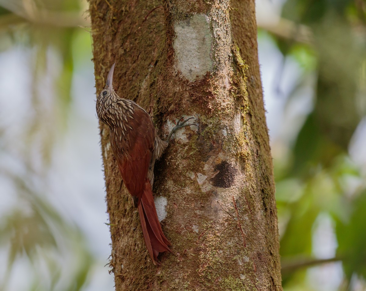 Streak-headed Woodcreeper - Martin  Flack