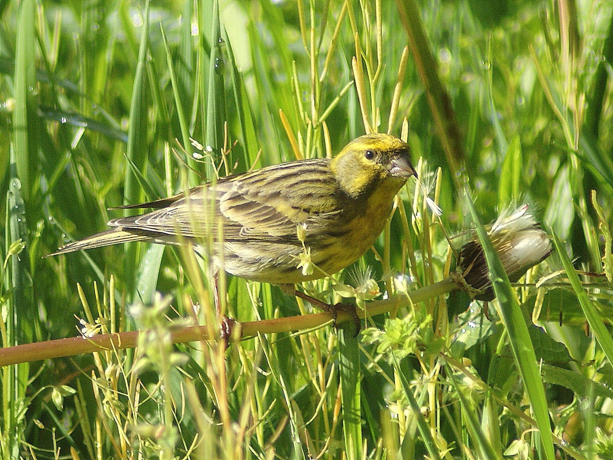 European Serin - ML204787771