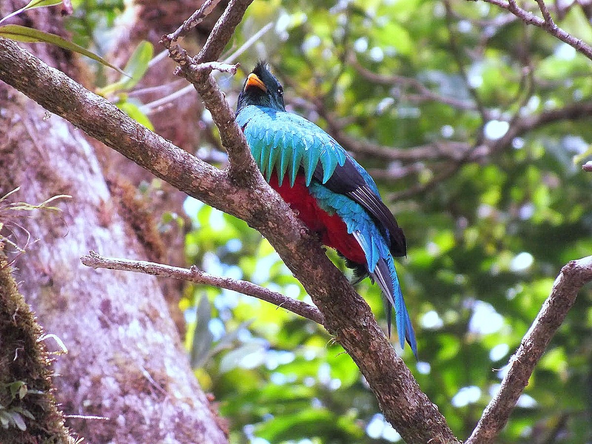 Resplendent Quetzal - ML204787781