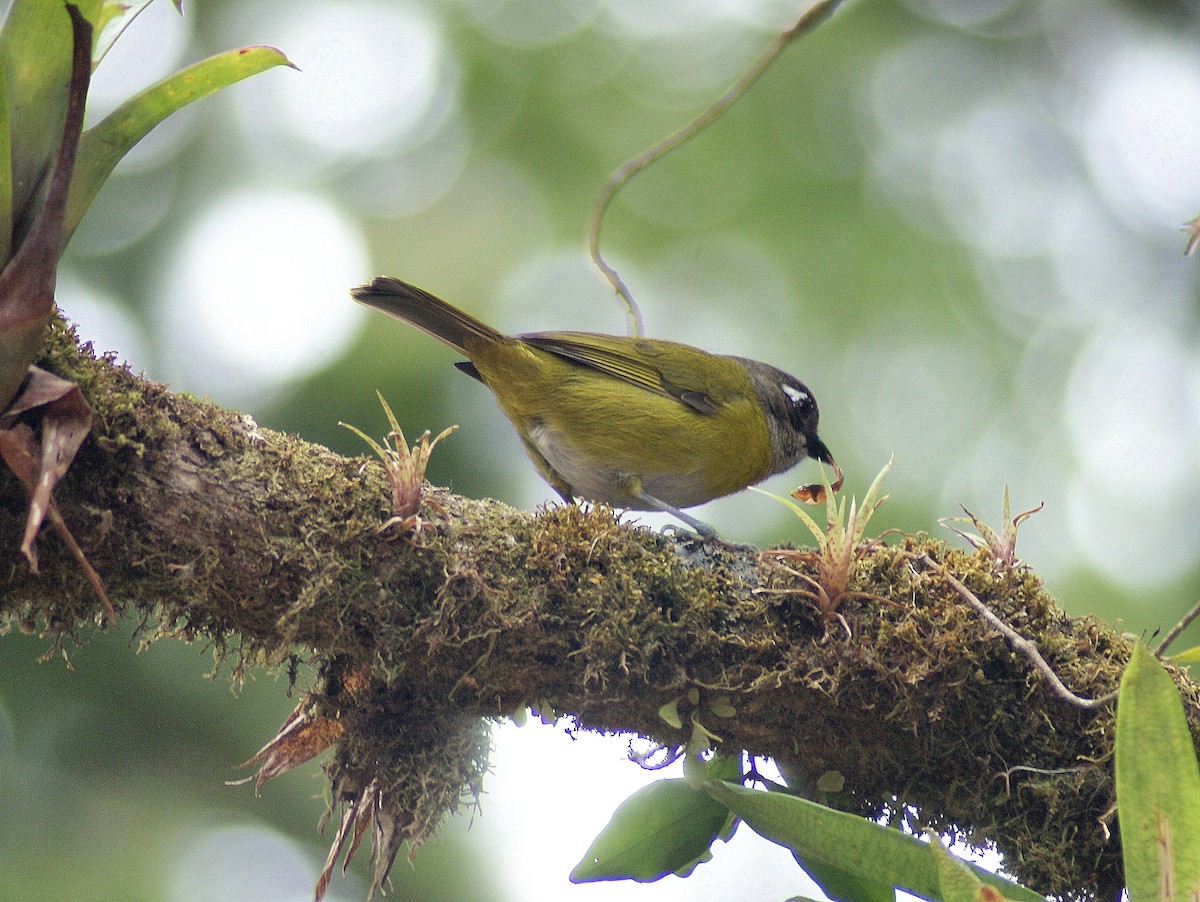 Common Chlorospingus - ML204787791