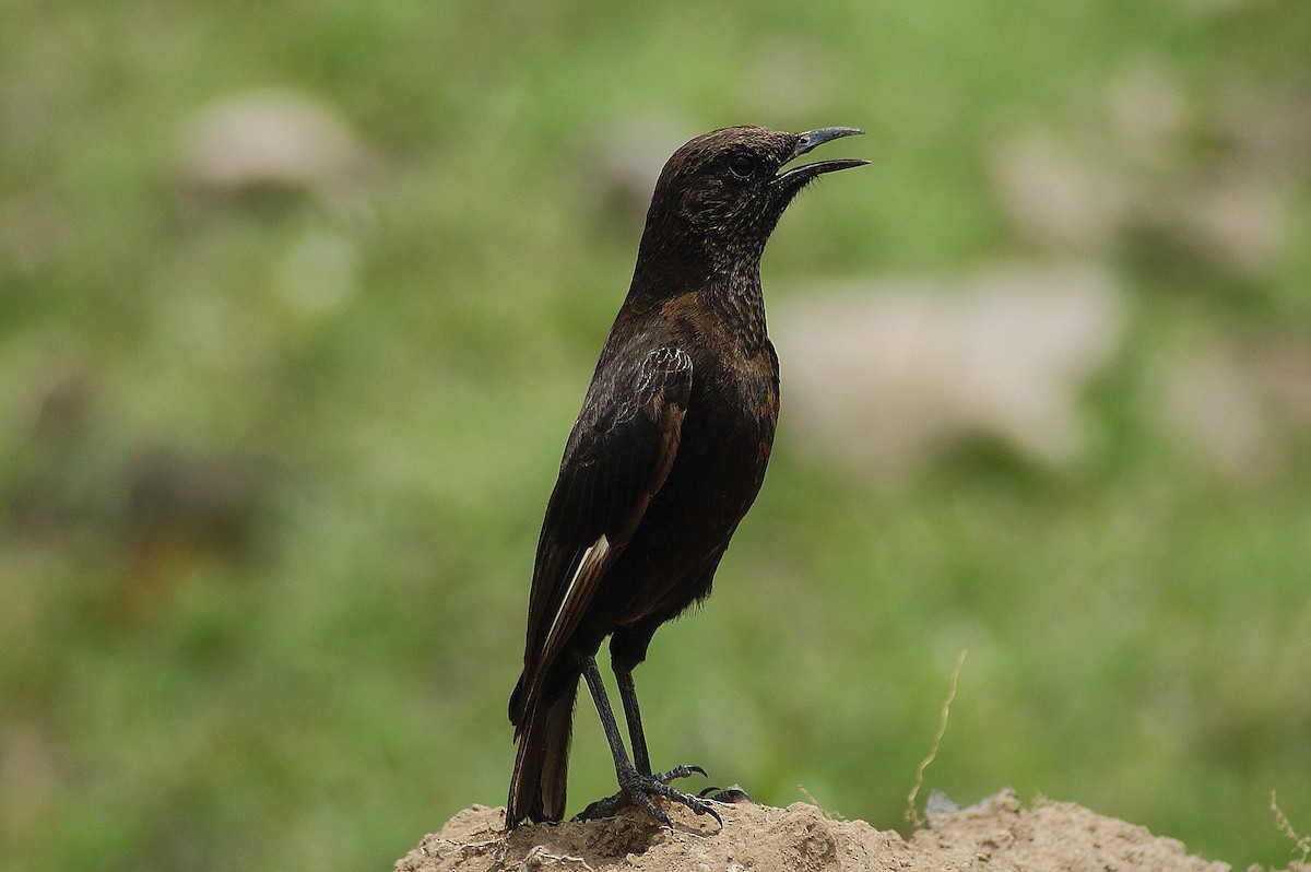 Northern Anteater-Chat - ML204787851