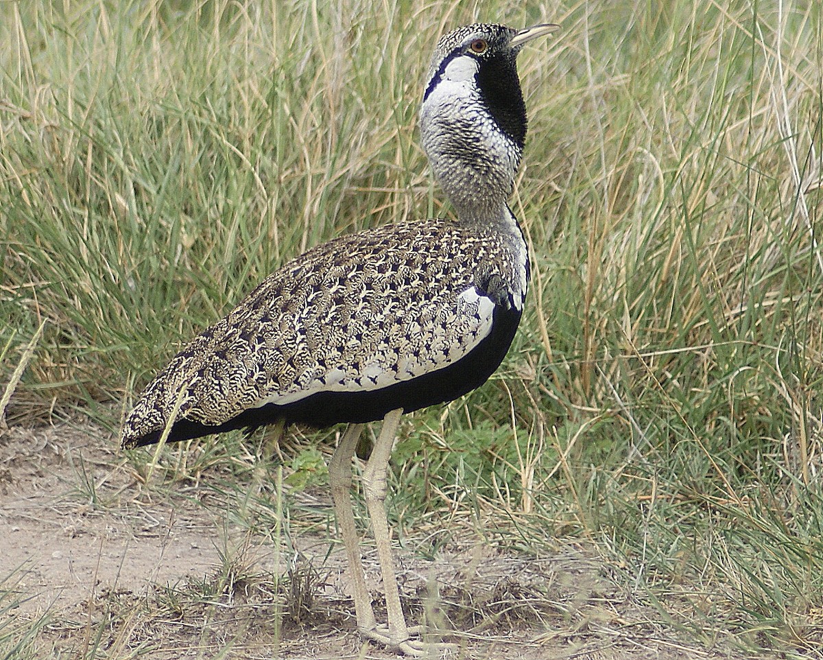 Hartlaub's Bustard - ML204787871