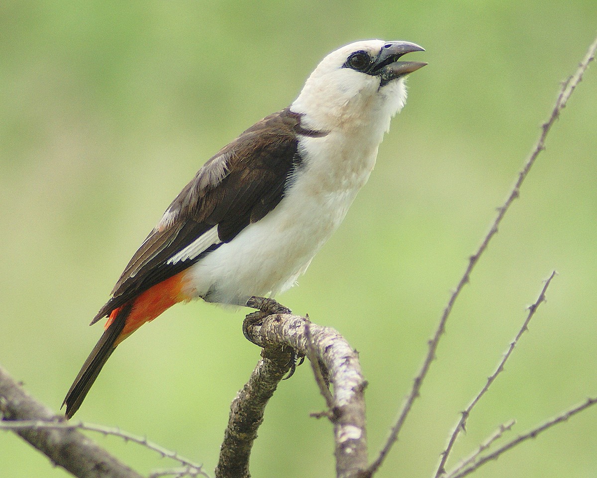 White-headed Buffalo-Weaver - ML204787891