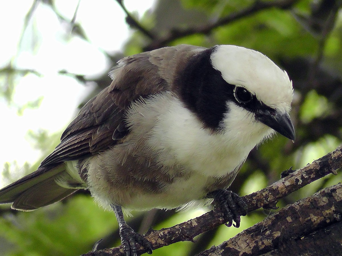 White-rumped Shrike - ML204787901