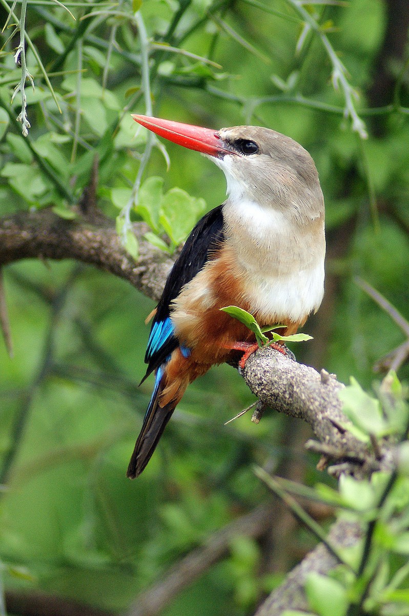 Gray-headed Kingfisher - ML204787921
