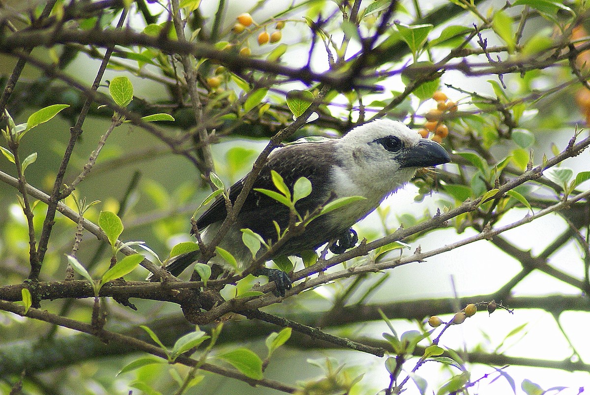 White-headed Barbet (White-headed) - ML204787931