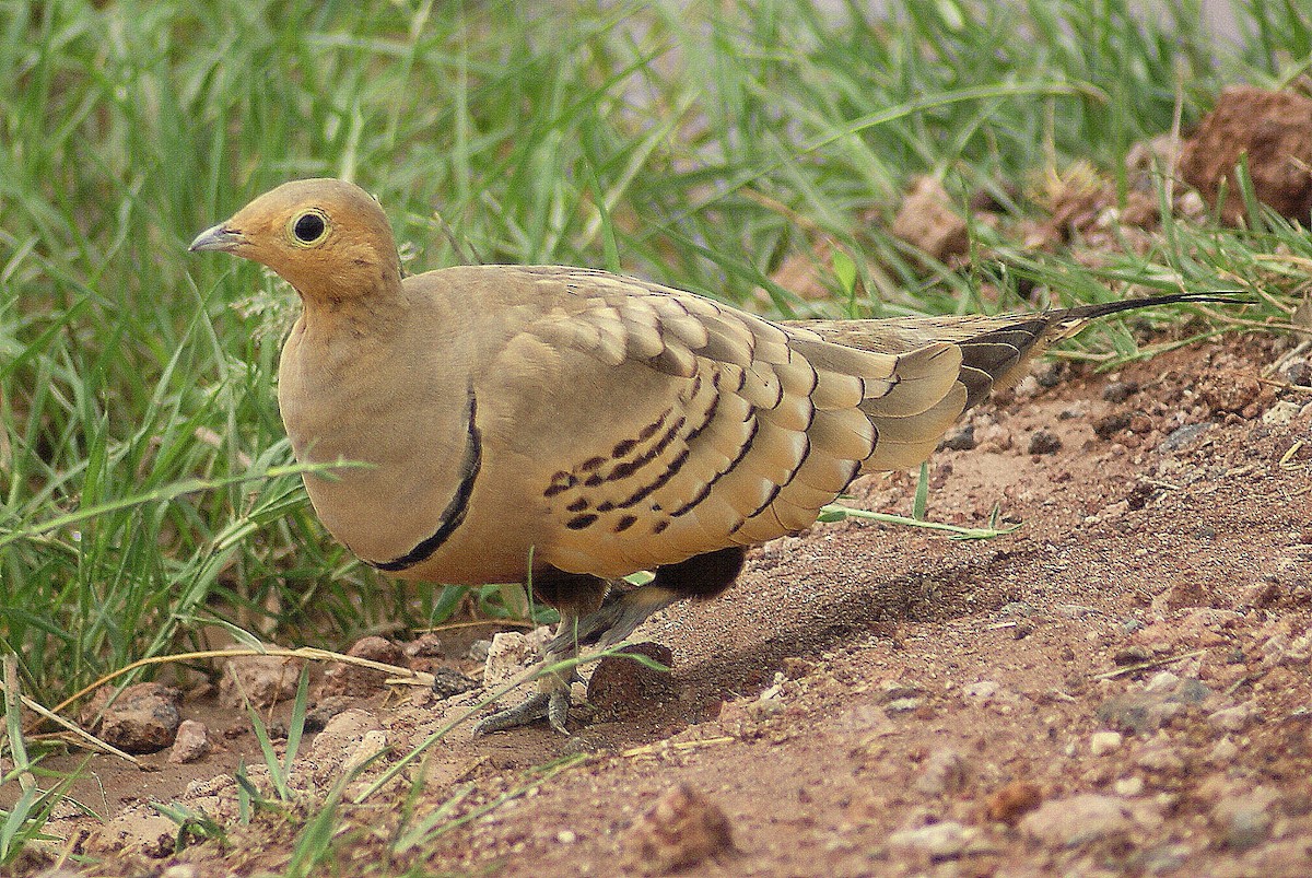 Chestnut-bellied Sandgrouse (African) - ANTHONY VILLAUME