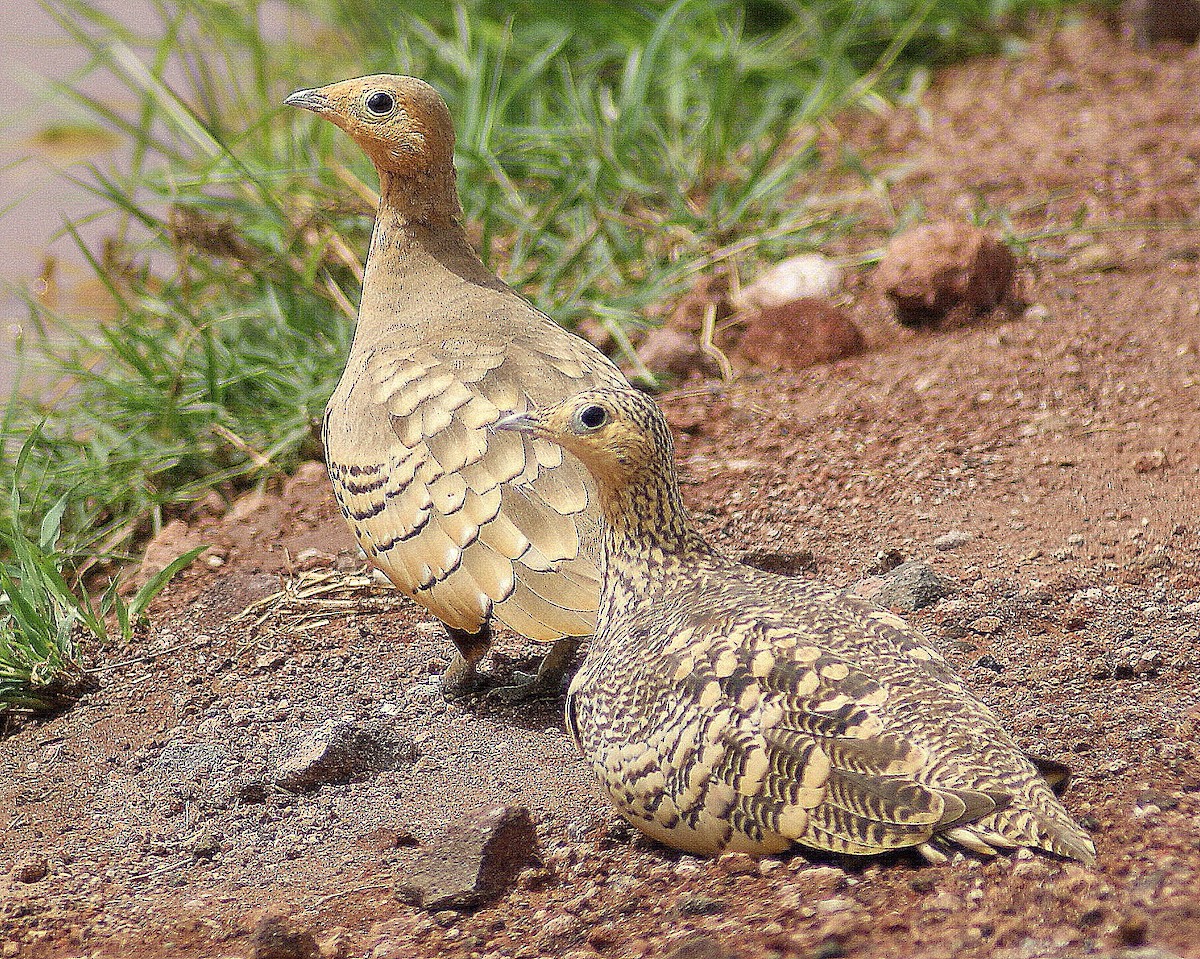 Chestnut-bellied Sandgrouse (African) - ANTHONY VILLAUME