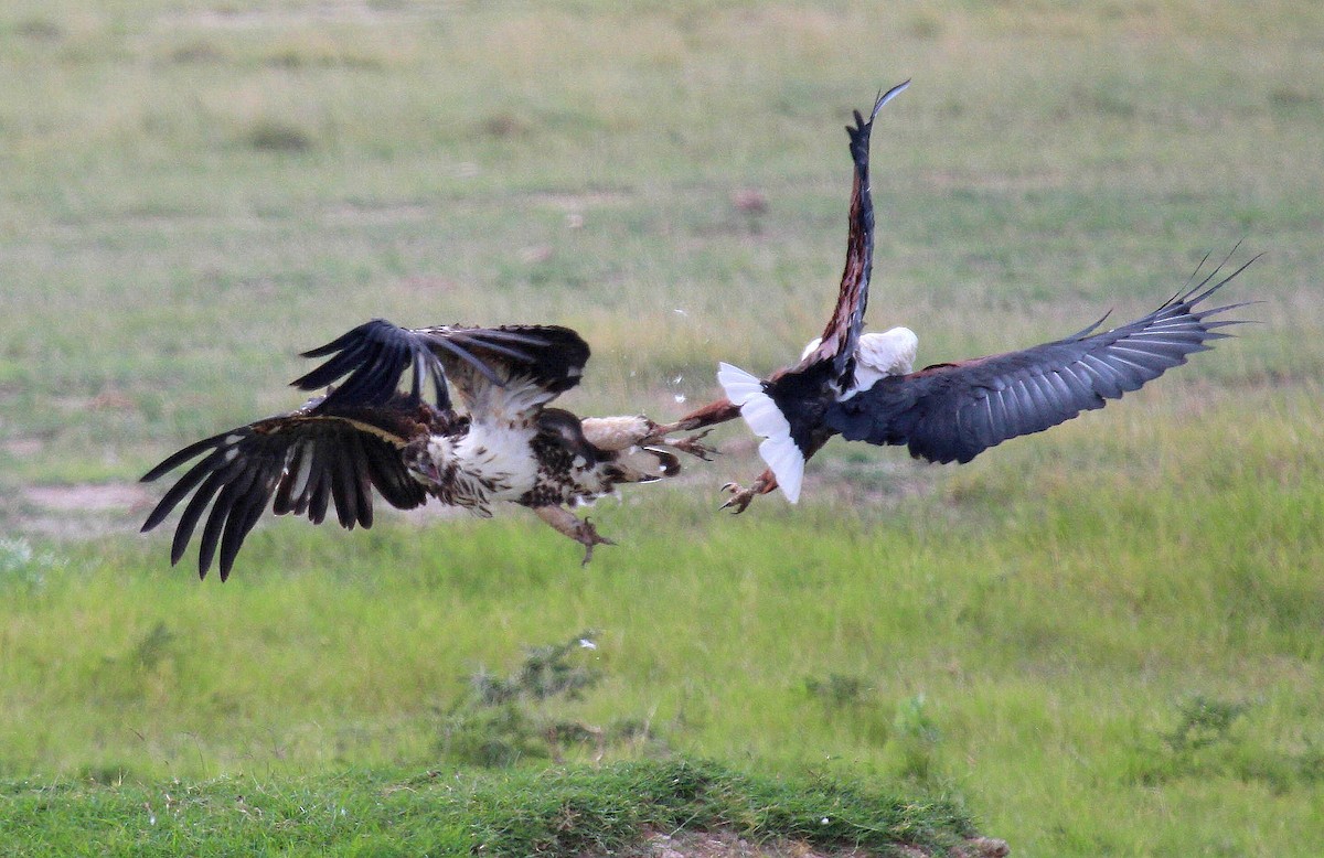 African Fish-Eagle - ML204787991