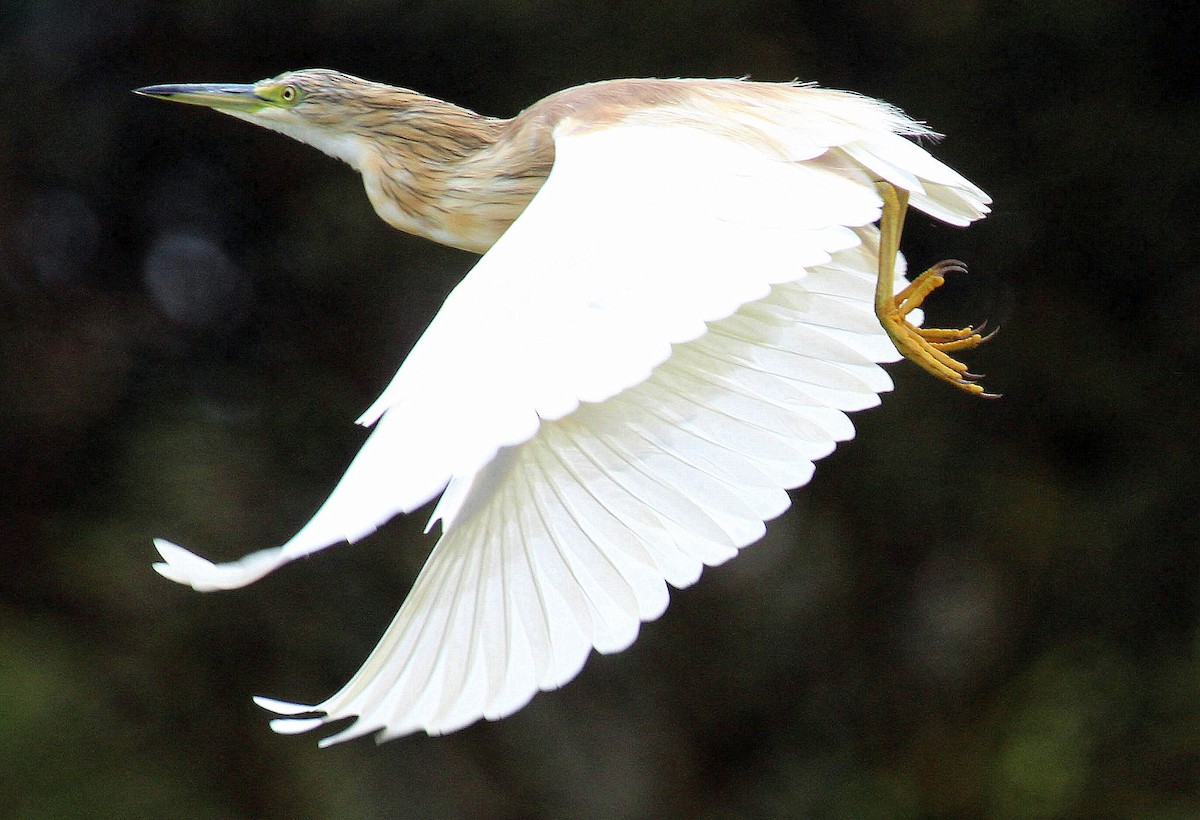 Squacco Heron - ML204788031