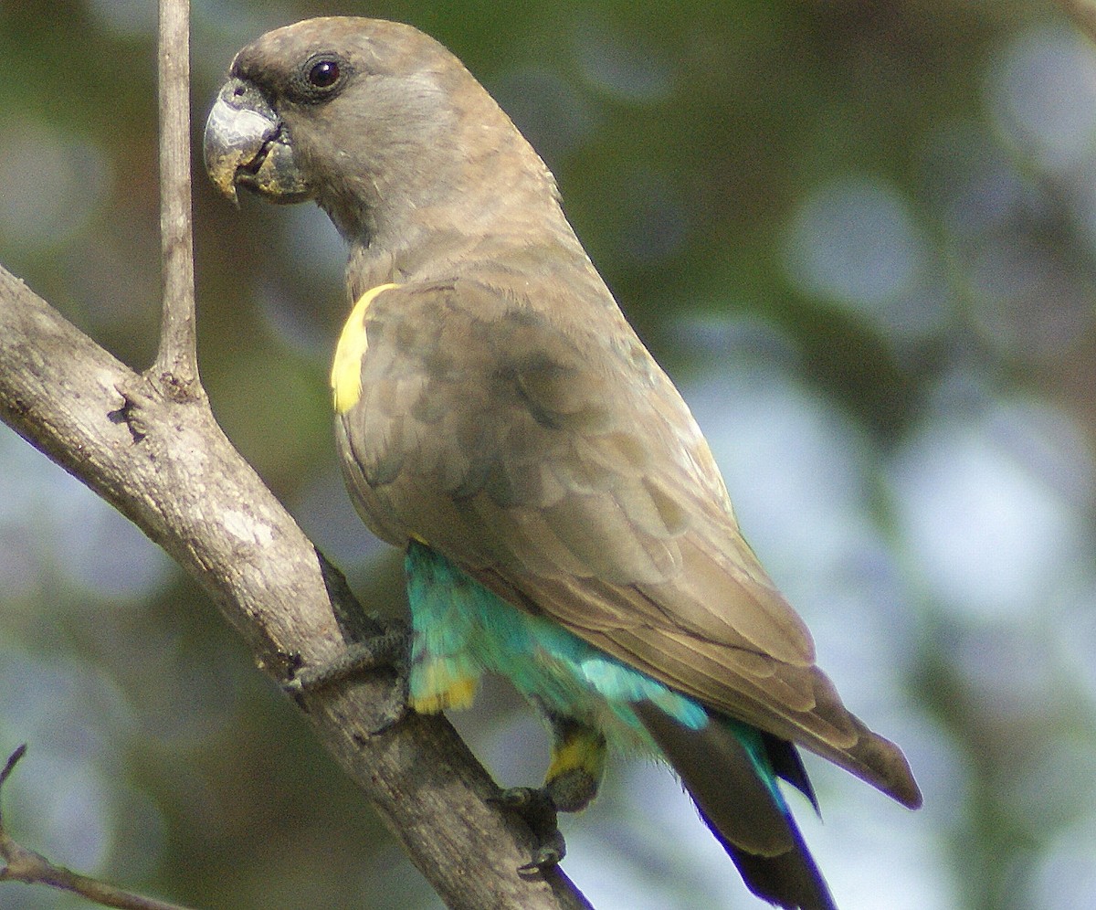 Meyer's Parrot - ML204788111