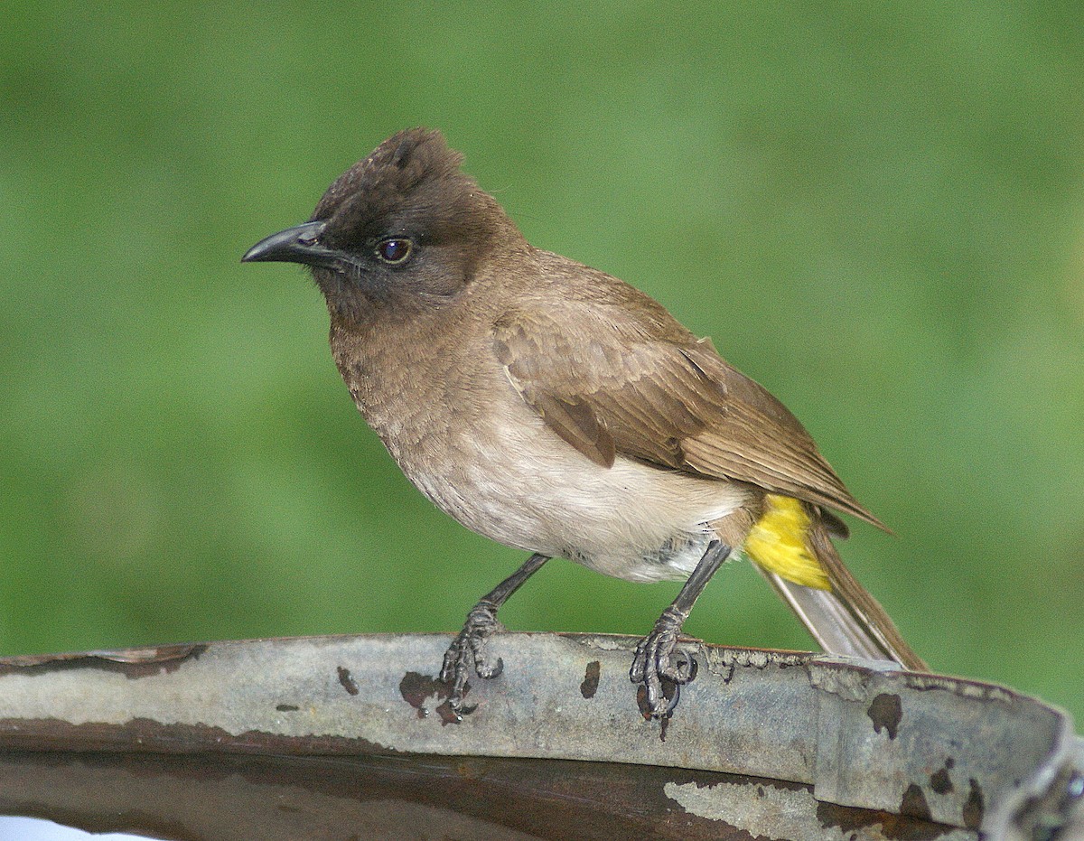 Common Bulbul - ML204788151