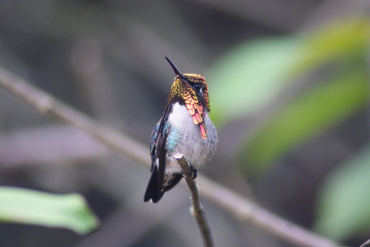 Bee Hummingbird - ANTHONY VILLAUME
