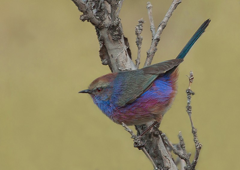 White-browed Tit-Warbler - ML204788251
