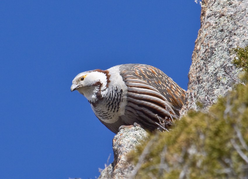 Himalayan Snowcock - ML204788261