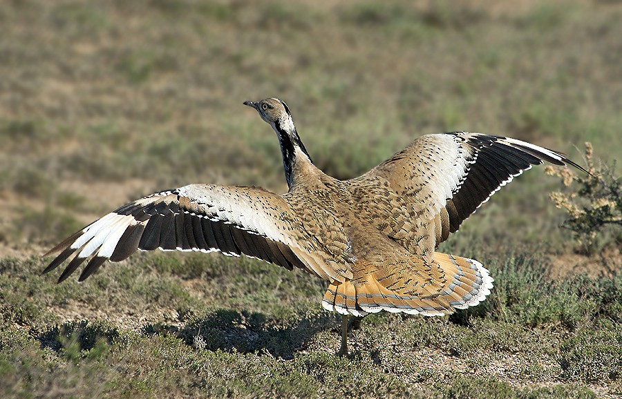 Asian Houbara - ML204788271