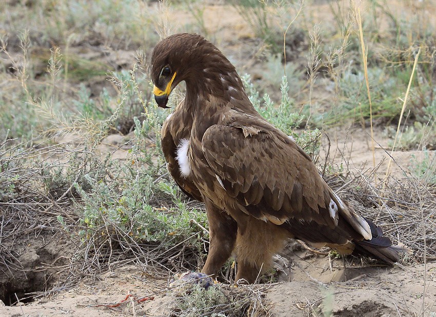 Steppe Eagle - ML204788301