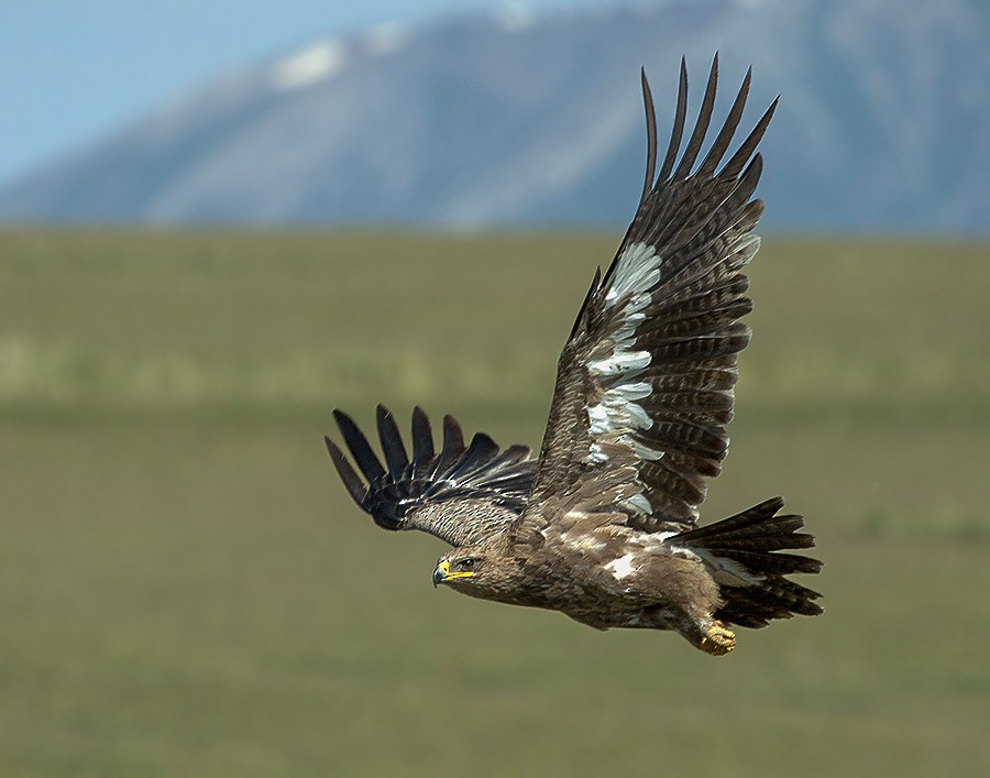 Steppe Eagle - ML204788311