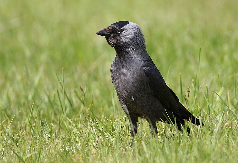 Eurasian Jackdaw - ML204788511