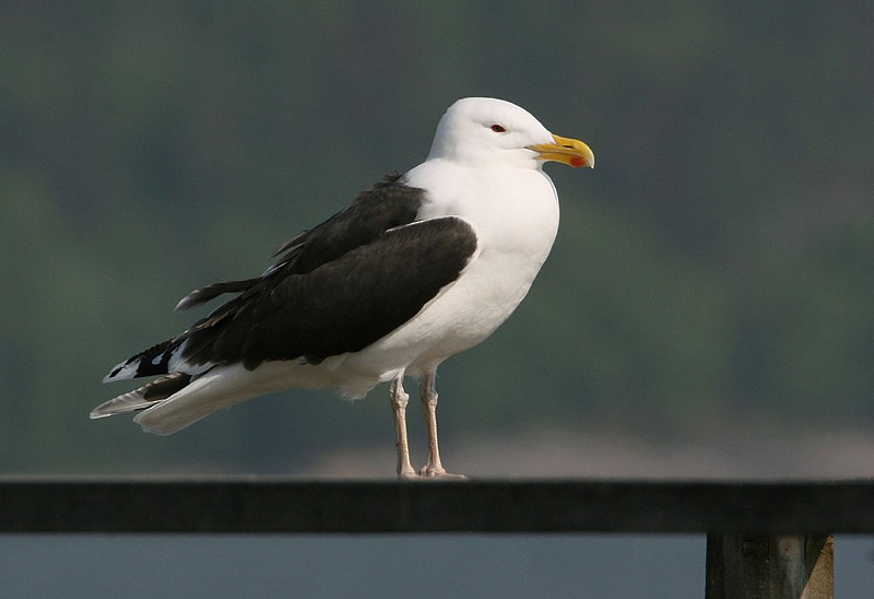 Great Black-backed Gull - Peter Vercruijsse