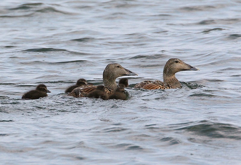 Common Eider (Eurasian) - Peter Vercruijsse