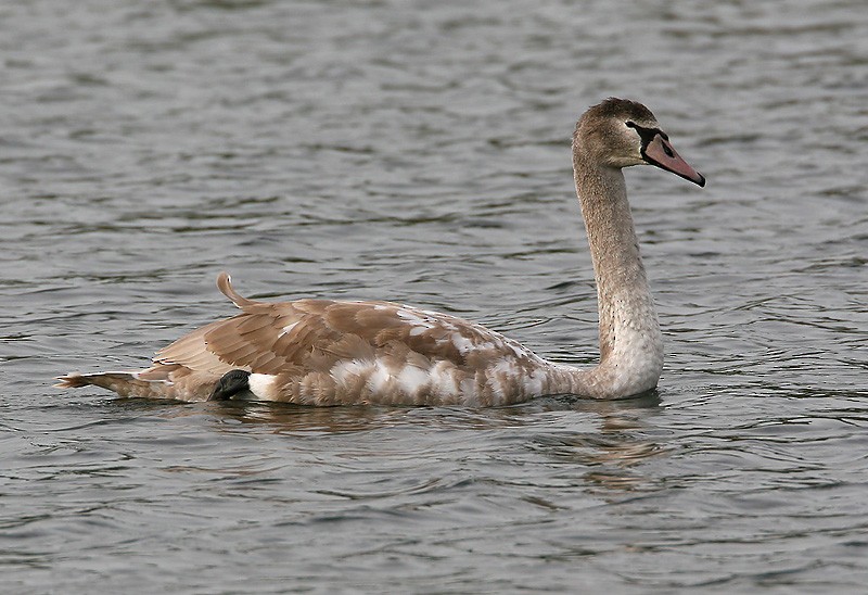 Mute Swan - Peter Vercruijsse